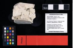 NHMW-GEO-2007z0149-0064_Ol_01.tifDistefania calva (Schweitzer & Feldmann, 2009)  (NHMW-GEO-2007z0149-0064)